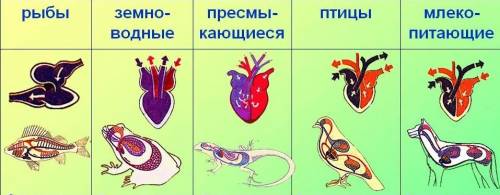 Опишите основные этапы эволюции кровеносной системы хордовых животных