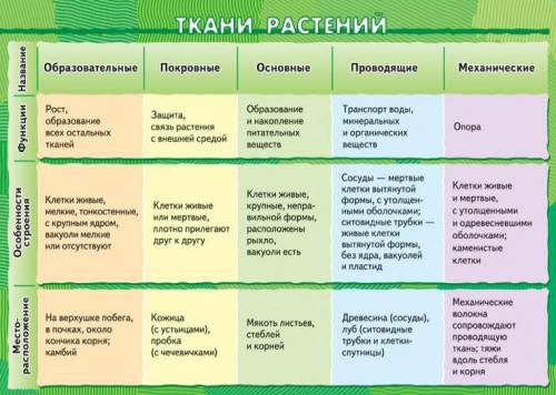 Ткани растений , их строение и функции