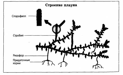 Строение плауна по порядку назовите.