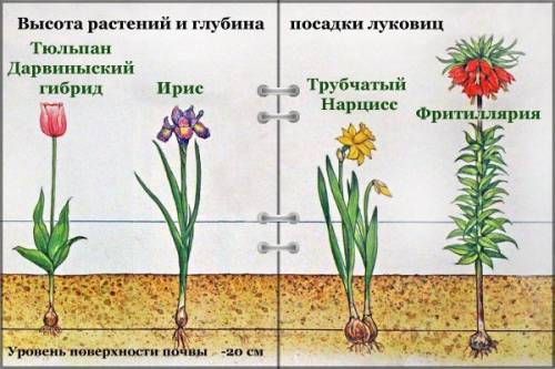 Какая по виду корневая система у сирени, тюльпана нарцисса. мочкаватая?