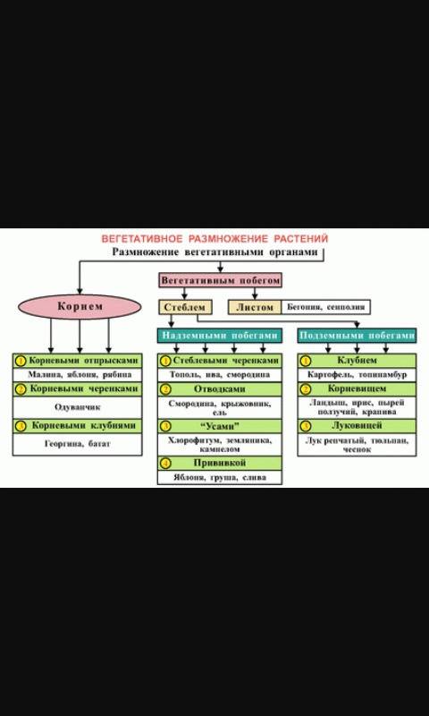 Вегетативное размножение покрытосеменных растений размножения. 2) вид размножения. 3) примеры растен