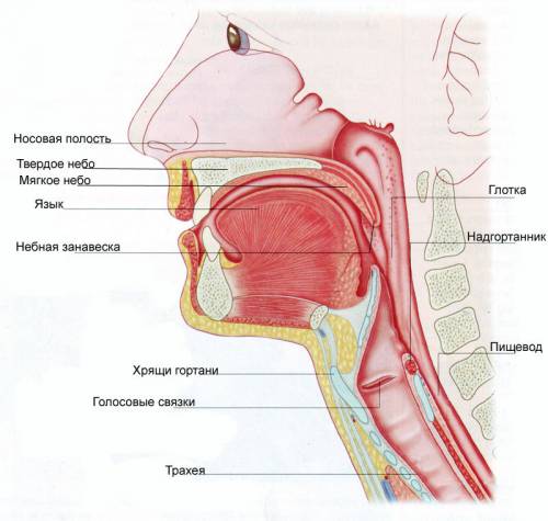Какое строение имеет голосовой аппарат