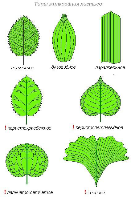 Лист внешнее строение ; жилкования листьев
