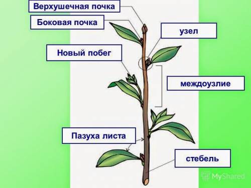 Объясните термины: листовая пазуха, побег