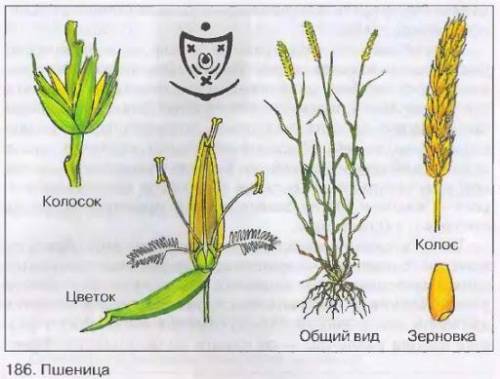 Укажите не менее 4 признаков ветроопыляемых растений