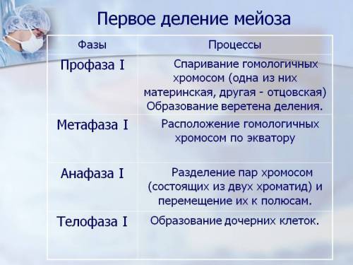 Как называются первый и второй этапы мейоза? (подробно)