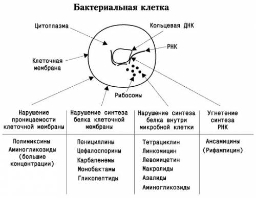 Чем отличается клетки четырех царств