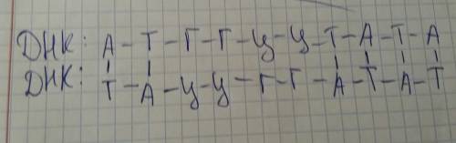 Дан фрагмент иолекулы днк а-т-г-г-ц-ц-т-а-т-а. используя принципкомплементарности, определите вторую