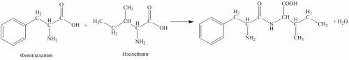 Написать уравнение сцепления аминокислот фенилаланин и изолейцин