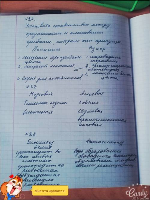 25. установите соответствие между признаками и плесневыми грибами, которым они присущи признаки плес