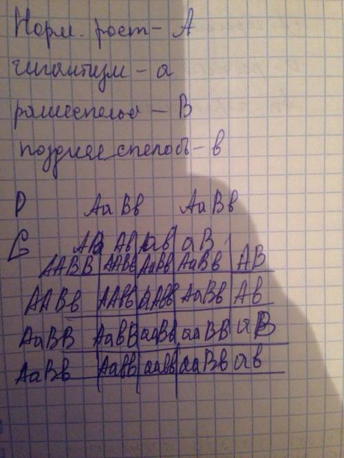 Нормальный у овса доминирует над гигантизмом, а раннеспелость - над позднеспелостью. каким будет пот