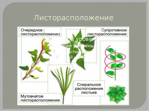 Тип , при котором в узлах имеется только по одному листу: 1) 2) спиральное 3) мутовчатое