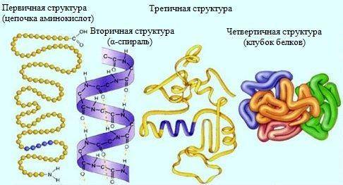 Биополимеры-белки. их структура и функции