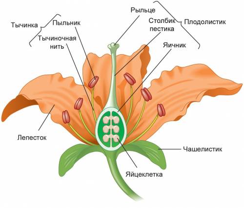 Что самое главное строение цветка можно побольше