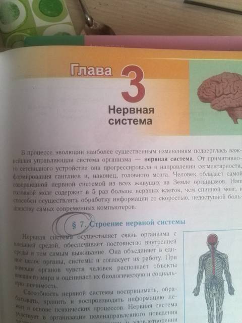 Напишите рассказ про значение нервной системы 5-10 предложений! в школу через полтора часа а у меня