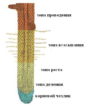 1.какие участки ( зоны) можно различить , рассматривая молодой корень? 2.каково значение корневого ч