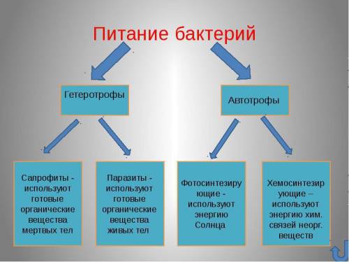 Какие различают бактерии по питания