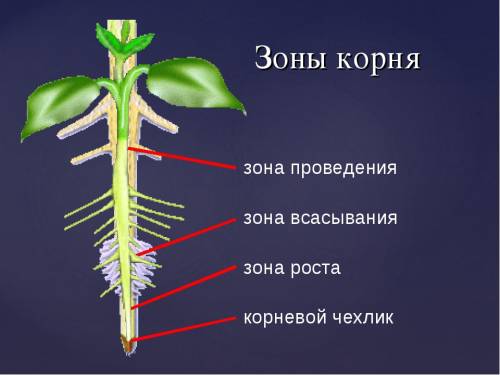 Схематично изобразите и подпишите зоны корня.