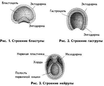 Строение бластул у разных организмов