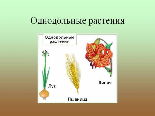 По строению корневой системы определите какие называют однодольными, а какие двудольными