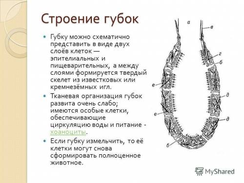 Тип губки слои клеток, название клеток функции клеток