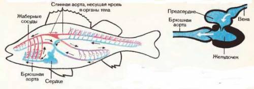 Каково форма и величина сердца рыбы