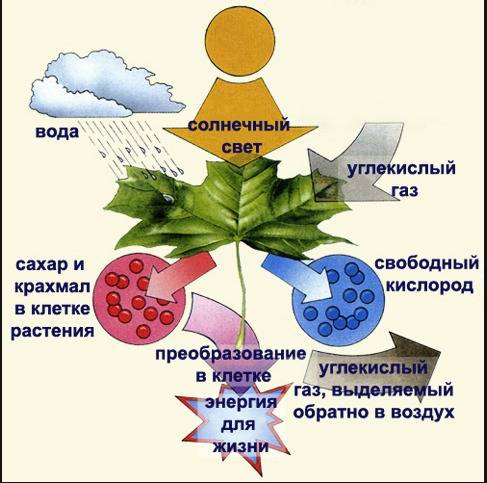 Рассмотрите рисунок образование органических веществ в процессе фотосинтеза.подпишите на нем назва