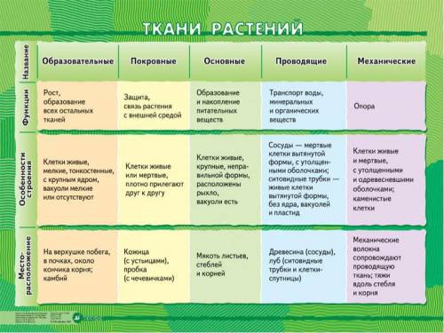 Как взаимосвязано строение и функции клеток и тканей растений(2 примера)