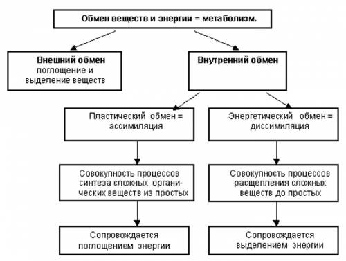 Обмен веществ-основа существования клетки схема