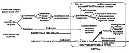 Обмен веществ-основа существования клетки схема