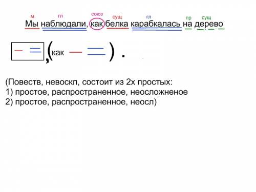 Синтаксический разбор предложения мы наблюдали,как белка корабкалась на дерево.