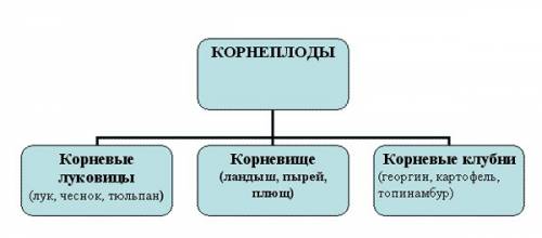 Таблица по биологии 6 класс видоизмене корней пречина расстение