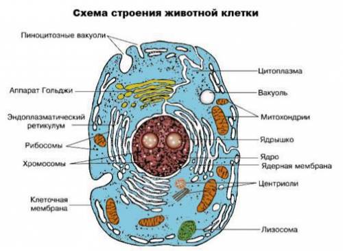 Укого есть цитоплазма,ядро: ядрышко,хромосомы,митохондрии,эпс,рибосомы,микротрубочки и клеточный цен