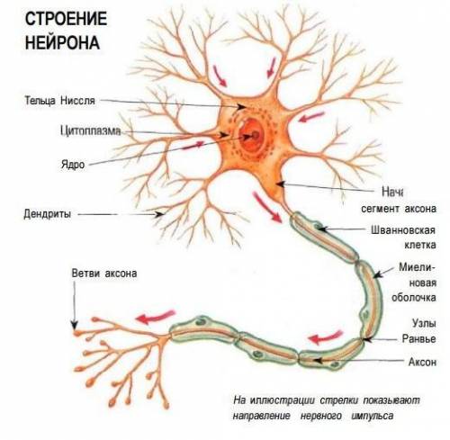 8. сравните дендриты и аксоны. в чём их сходство и в чём принципиальные отличия?