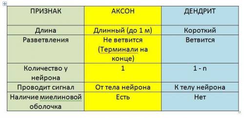 8. сравните дендриты и аксоны. в чём их сходство и в чём принципиальные отличия?