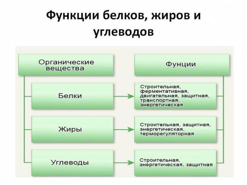 Дать определение что такое белки, жиры и улеводы