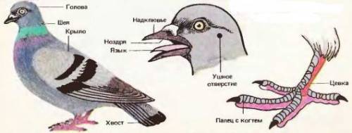 Какова структура сизого голубя? какова роль популяции голубей в эволюционном процессе