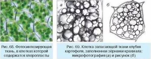 Почему основная ткань получила такое название?