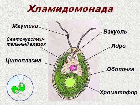 Сравните хламидомонаду и зеленую эвглену. почему хламидомонаду относят к растениям, а зеленую эвглен