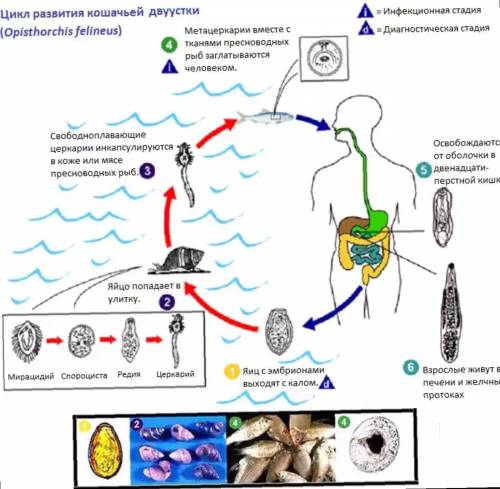 Друзья мне по биологии задали написать цикл кишечной двуустки я пишу в интернете он мне ничего не вы