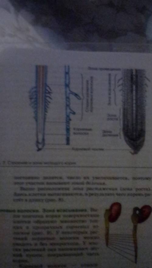 Лабораторная работа по биологии определение зоны роста у корня