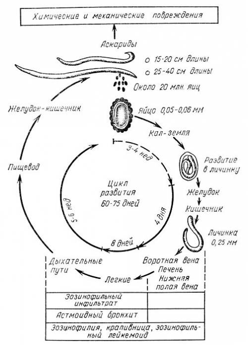 Киньте фото схему развития аскариды
