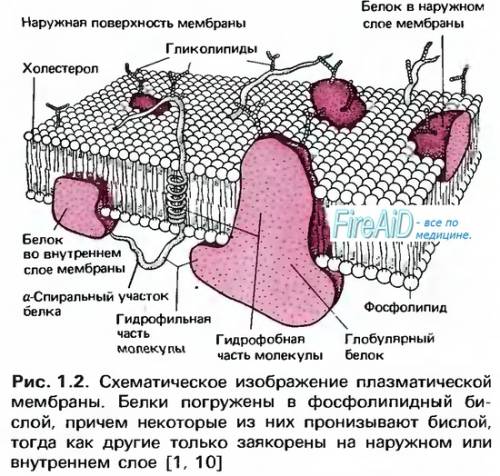 Плазматическая мембрана из скольки слоев состоит?