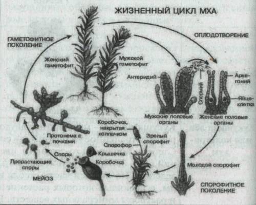 Сбиологией.мне нужен жизненный цикл мхов! пронумеруйте и обязательно кратко.