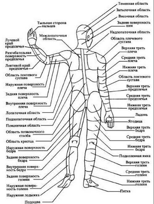 Дайте ссылку на картинку человека сзади