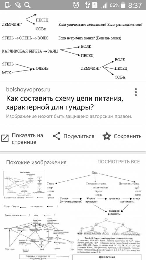 Нужно до 12: 00 составь схему цепи питания характерной для тундры