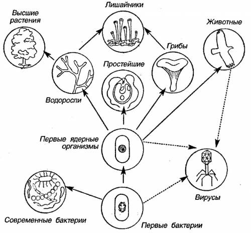 Оставьте родословное древо растений