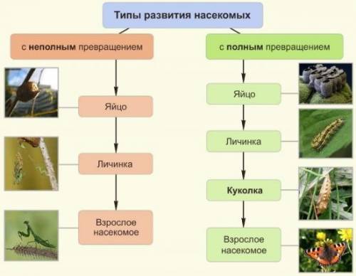 Какое развитие у стрекоз с полным превращением или не полным?