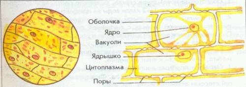 Части клетки кожицы лука под микроскопом