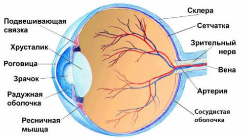 Сочинение на тему: орган- глаз. как устроен глаз? напишите, .